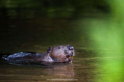 Castor fiber -Eurasian beaver