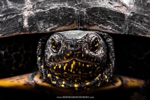 Emys orbicularis - European pond turtle