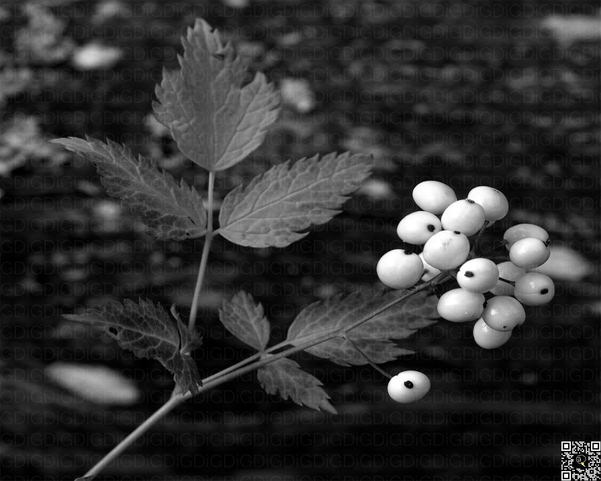Close-up of a plant emphasizing its structural details in a natural setting.