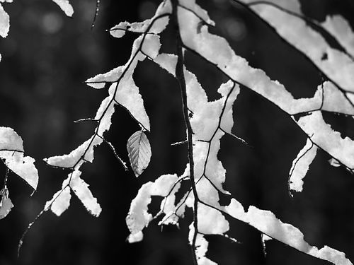 Winterlicher Pleerwald