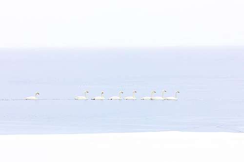 Cygnus cygnus - Whooper swan