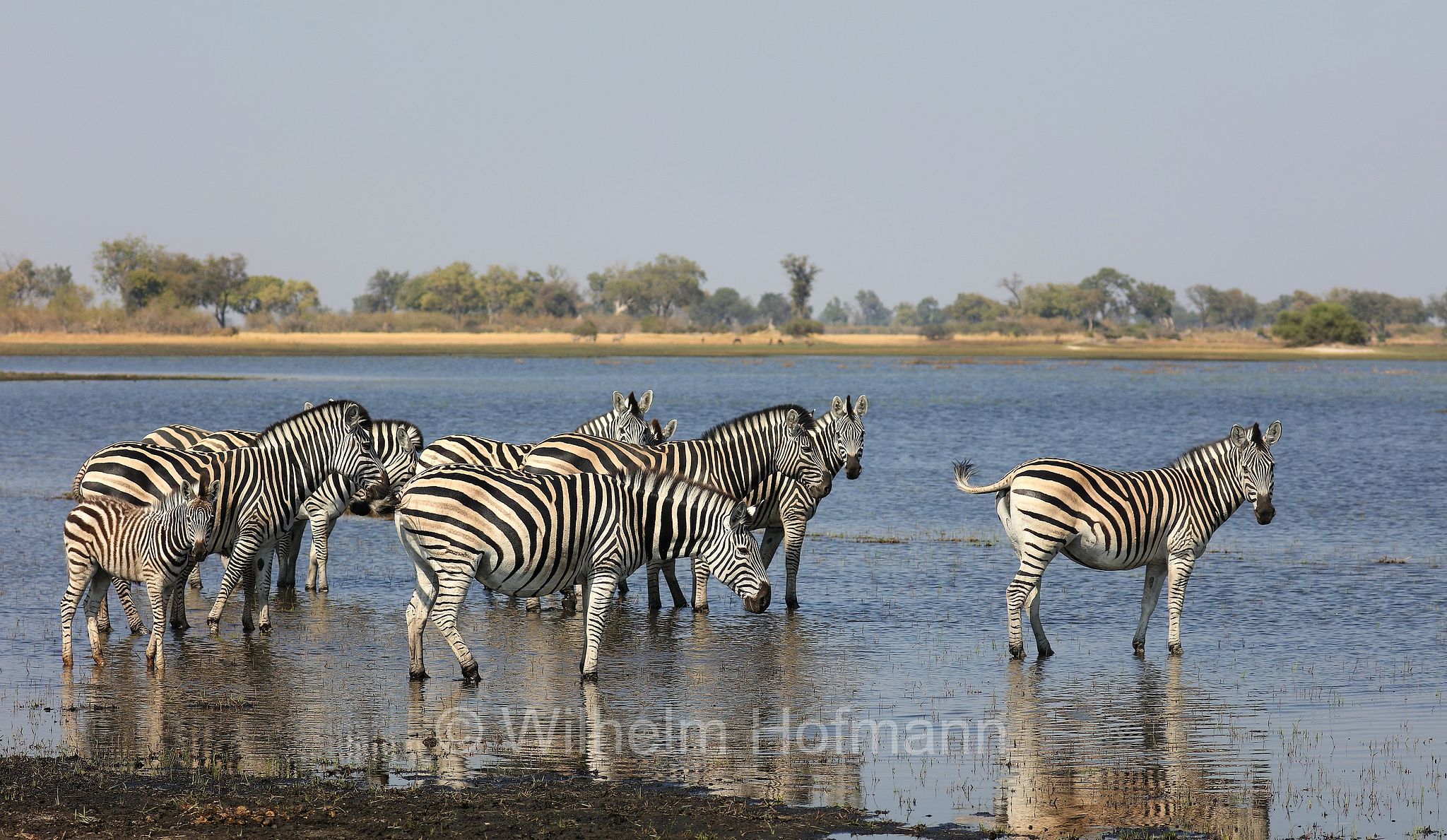 plains zebra, Steppenzebra, zebra di pianura, equus quagga, Moremi Game Reserve, Moremi-Wildreservat, Okavango Delta, Okavango Grassland, Botswana, Republik Botsuana