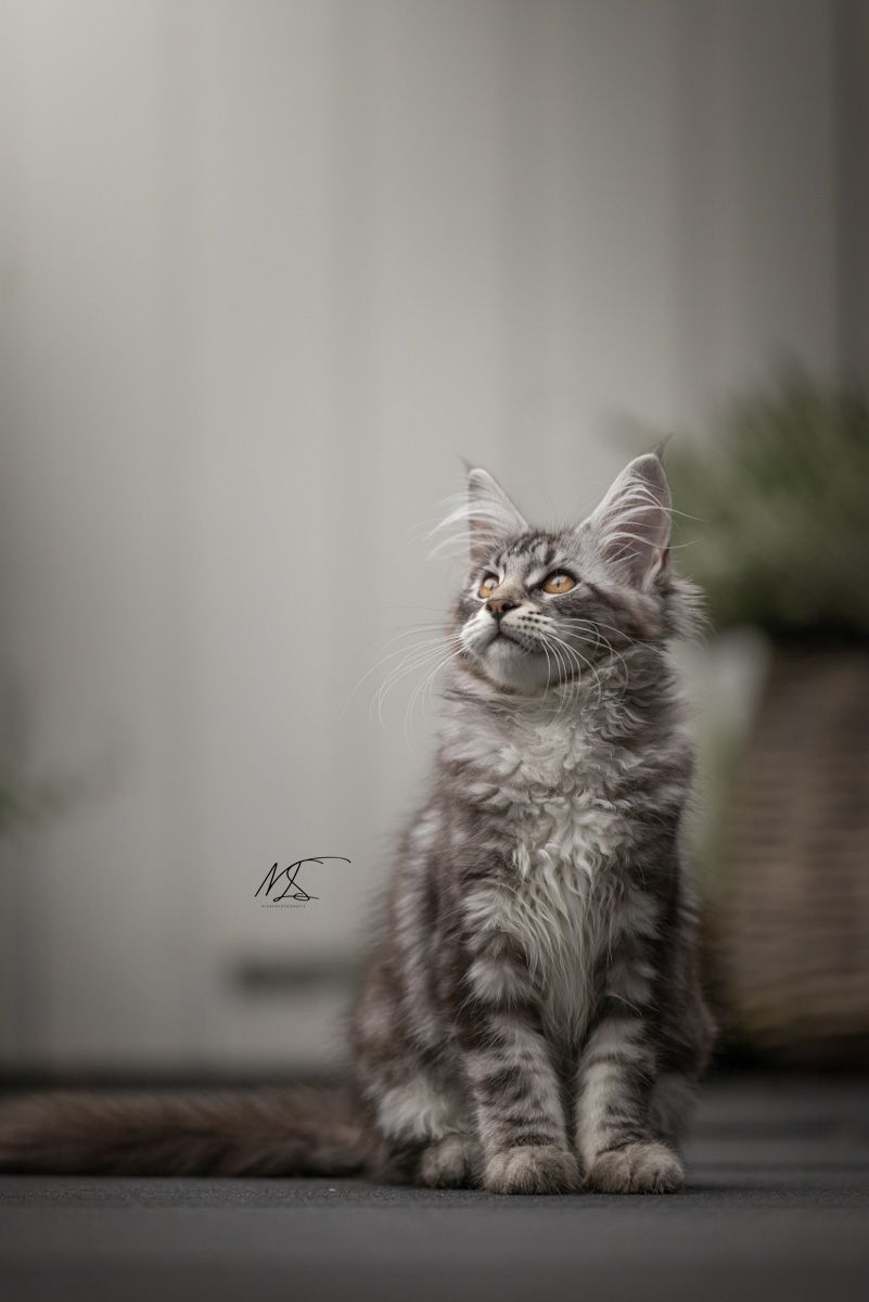 Grijze maine coon kitten zittend kijkt naar linker bovenhoek