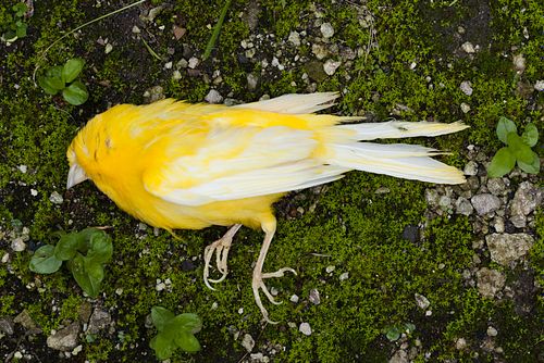 Dead bird