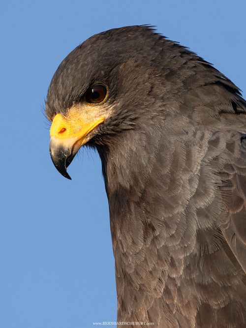 Buteogallus anthracinus – Krabbenbussard