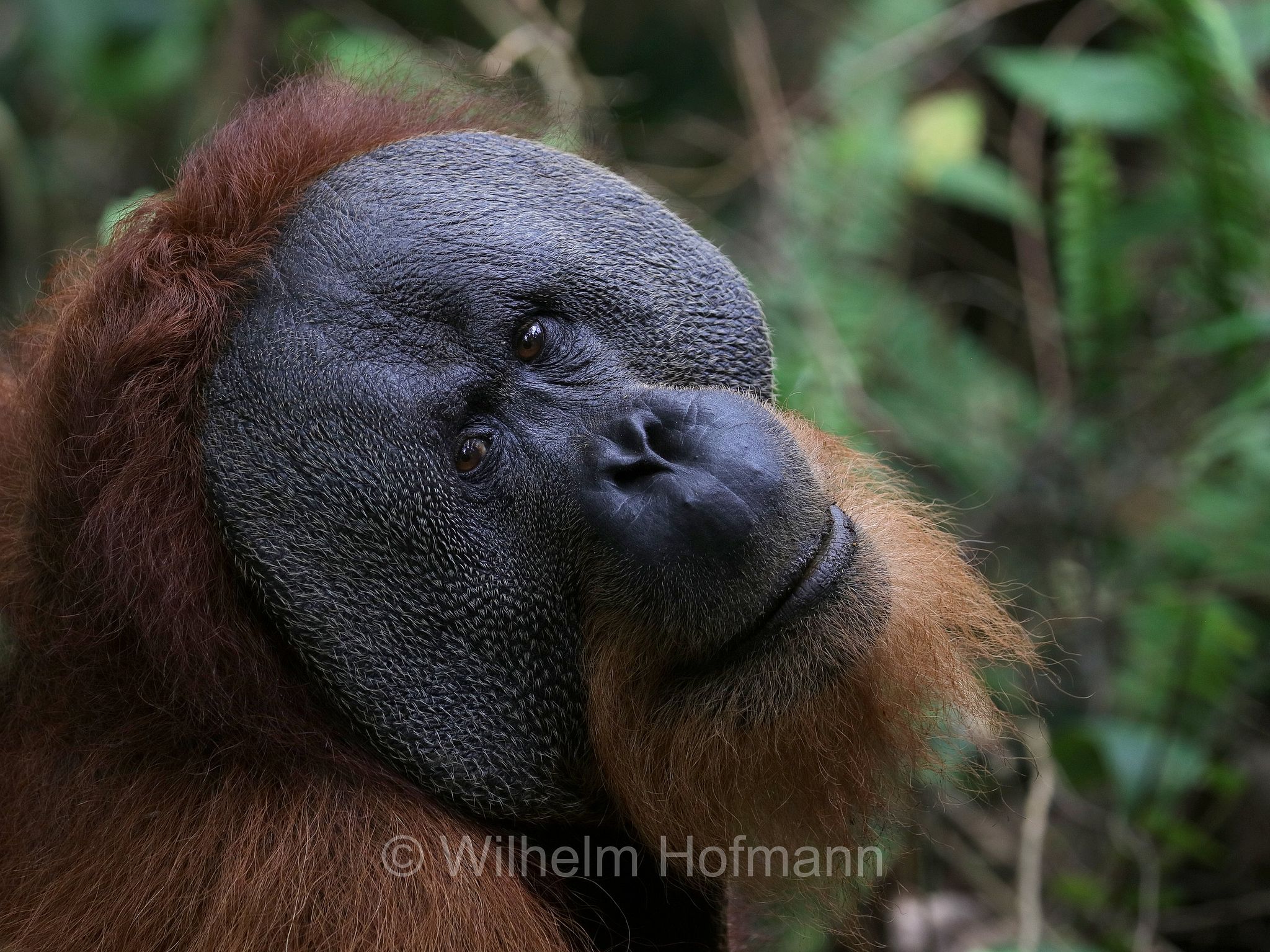 Sumatran orangutan, Sumatra-Orang-Utan, orango di Sumatra, Pongo abelii, Gunung Leuser National Park, Nationalpark Gunung Leuser, parco nazionale di Gunung Leuser, Bukit Lawang, Sumatra, Indonesia, Indonesien