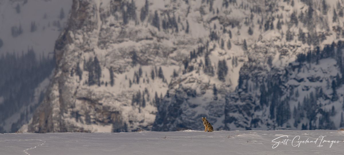 Teton Coyote