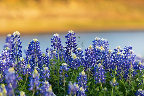 Macro photography of Texas Bluebonnet flowers in sharp focus with a blurred golden sunset and river background at Muleshoe Bend.