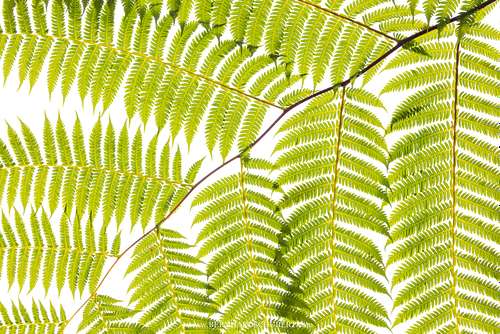 Fern Geometry