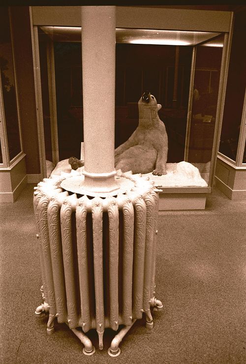 Polar Bear on Display. Edinburgh Museum, UK.