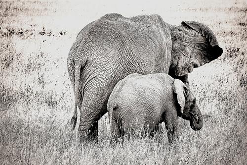 Eléphant en Tanzanie