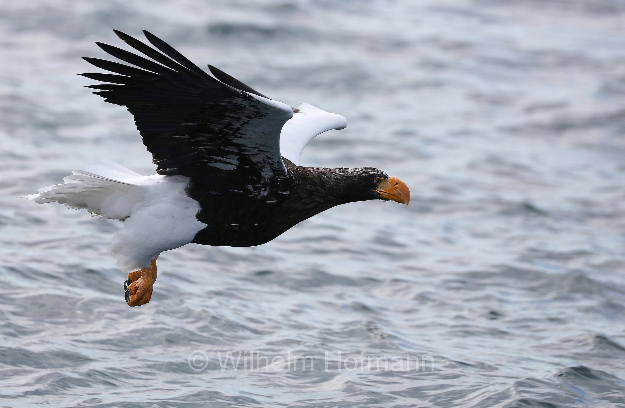 Steller's sea eagle, Pacific sea eagle, white-shouldered eagle, Riesenseeadler, aquila di mare di Steller, Haliaeetus pelagicus, Rausu, penisola di Shiretoko, Shiretoko Peninsula, Shiretoko-Halbinsel, Hokkaidō, Hokkaido, Japan, Giappone