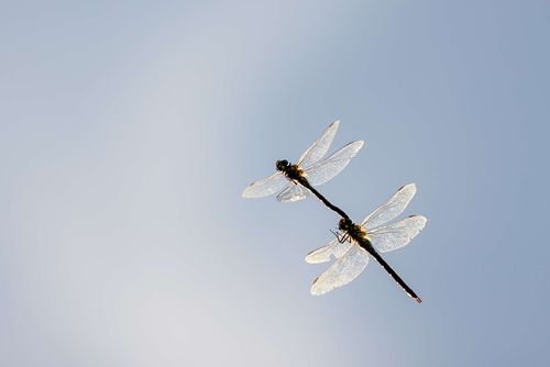 Aeshna cyanea - Blaugrüne Mosaikjungfer