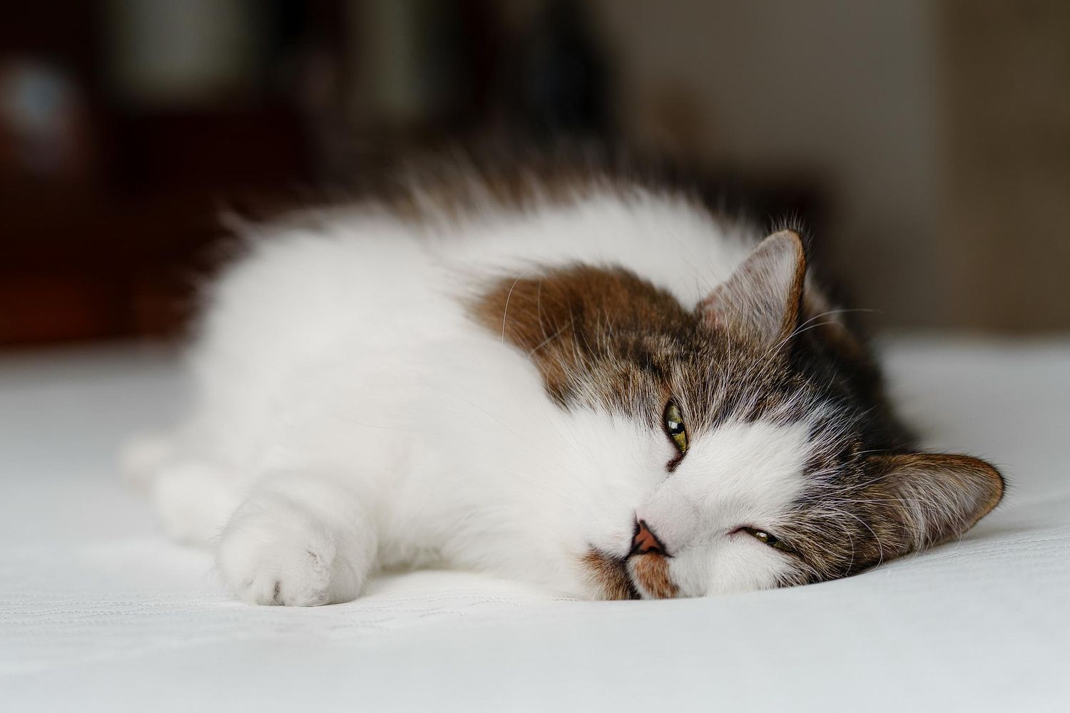 A beautiful cat stretched out looking peaceful and relaxed.