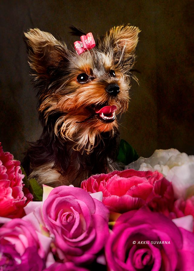 Pet portraits by Akkil Suvarna