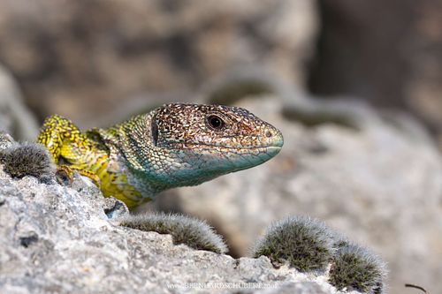 Lacerta viridis - European Green Lizard