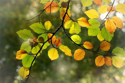 Hi my name is John, and  I'm based in the South of England, I have a passion for Photography.