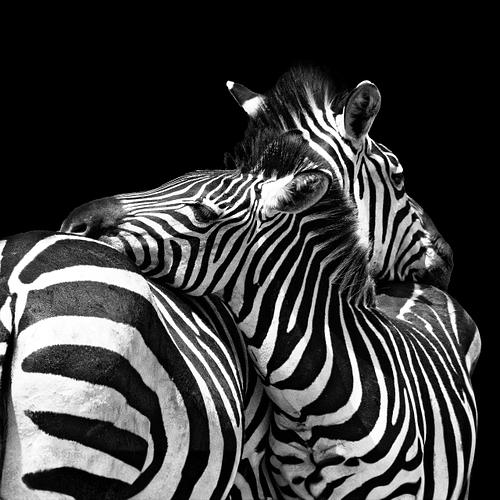 Tête bêche de deux zèbres en Tanzanie