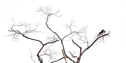 Anthracoceros albirostris - Oriental pied hornbill