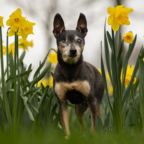 Een laatste aandenken