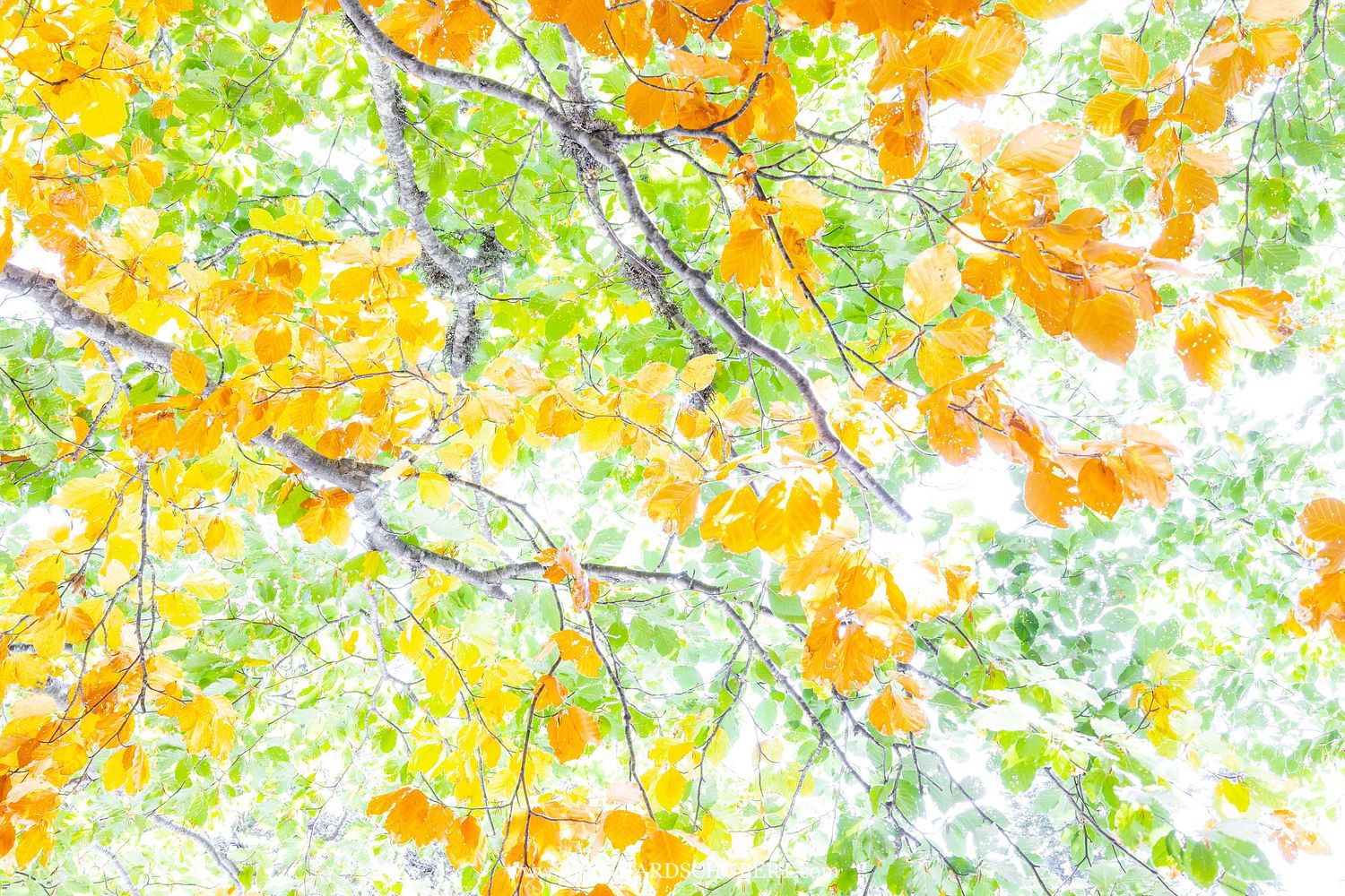 Beech impression