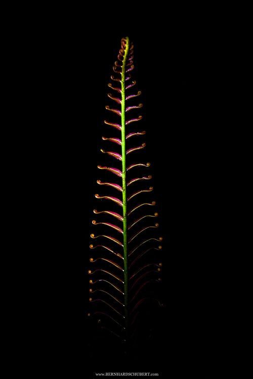 Blechnum orientale – Tausendfüßler Rippenfarn