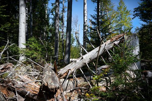 Waldwildnis am Rachel