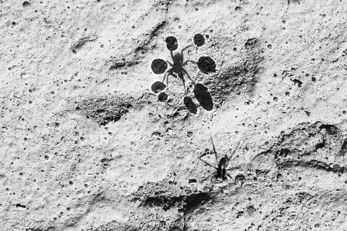 Bowling auf dem Mond - Wolfsspinne