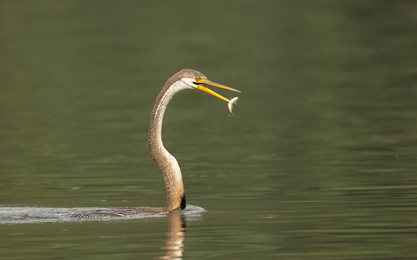 Bharatpur