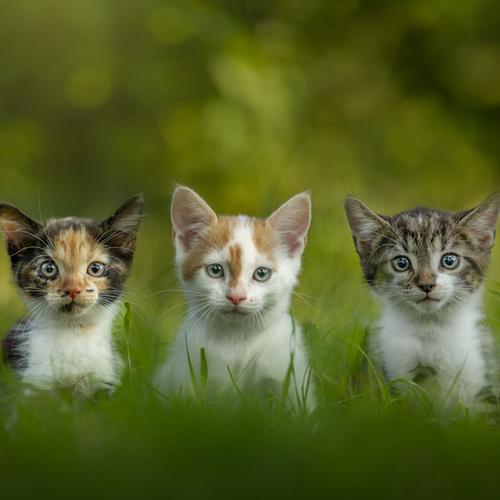 Kattenfotografie Assendelft