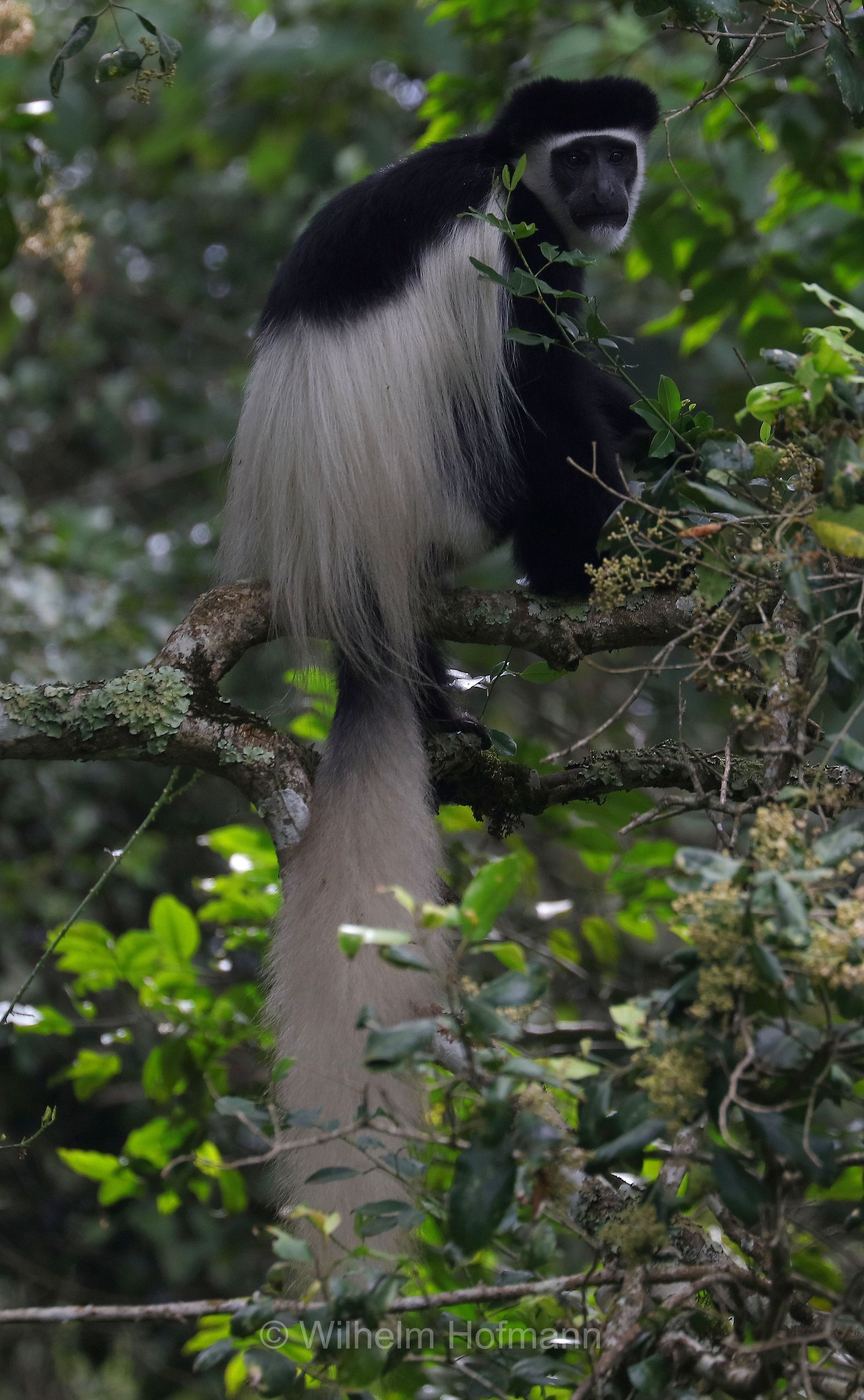 mantled guereza, guereza, eastern black-and-white colobus, Abyssinian black-and-white colobus, Mantelaffe, Guereza, guereza mantellata, colobo bianco e nero orientale, colobo abissino﻿, Tansania, Tanzania, Arusha National Park, Arusha-Nationalpark, parco nazionale di Arusha