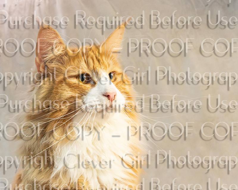 Carnoustie Cat Show
