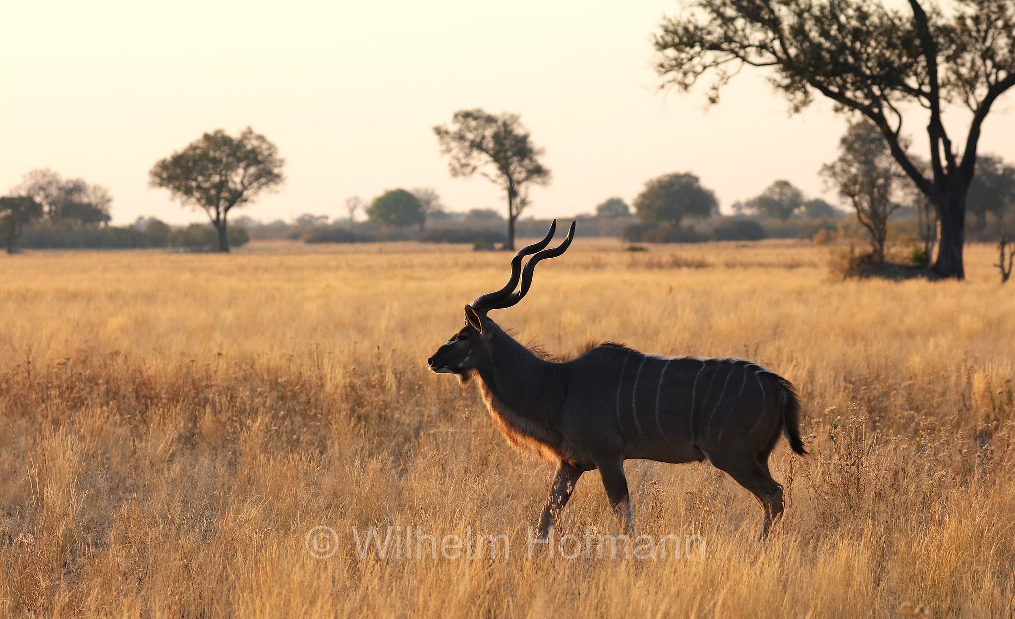 greater kudu, Zambezi kudu, Sambesi-Großkudu, cudù maggiore, kudu maggiore, ﻿﻿Strepsiceros zambesiensis, Moremi Game Reserve, Moremi-Wildreservat, Okavango Delta, Okavango Grassland, Botswana, Republik Botsuana