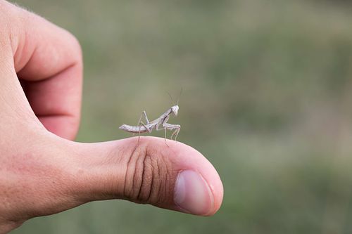 Ameles sp. - Dwarf mantis