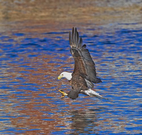 Best place for bald eagle photography workshop & guide tour in the US.  Located in the Midwest (Iowa & Illinois) and Alaska, United States.