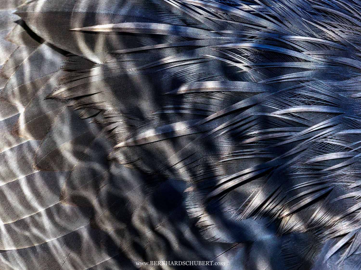 Ardea cinerea – Graureiher