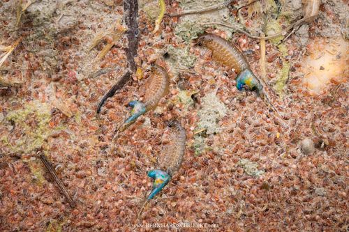 Branchipus schaefferi - Schaeffer's Brine Shrimp