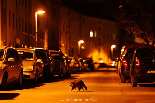 Procyon lotor - Waschbär