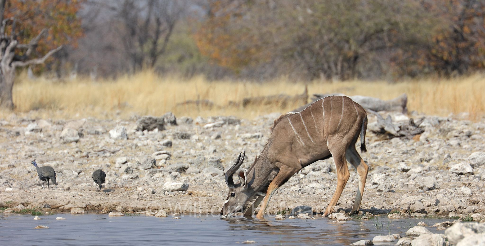 greater kudu, Zambezi kudu, Sambesi-Großkudu, cudù maggiore, kudu maggiore, ﻿﻿Strepsiceros zambesiensis, Etosha-Nationalpark, Etosha National Park, parco nazionale d'Etosha, Namibia