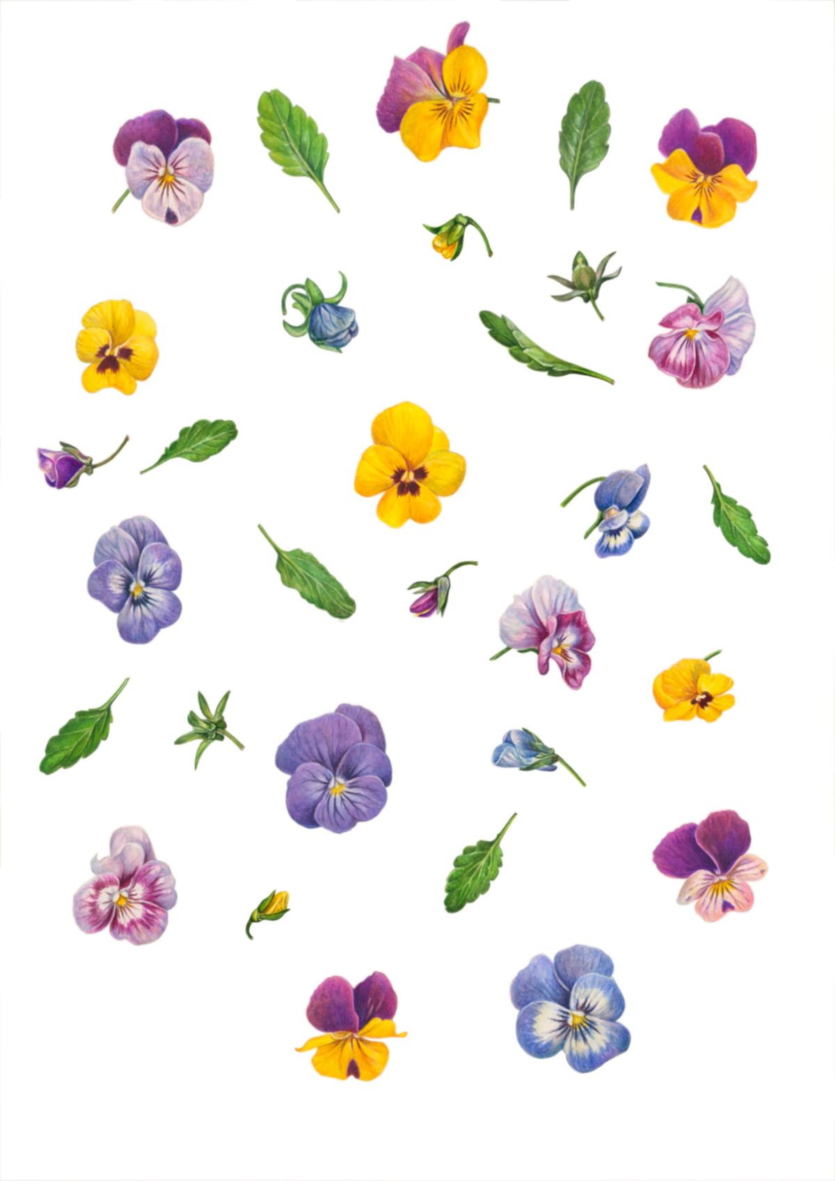 Boatnical Illustration of Compendium of pansies