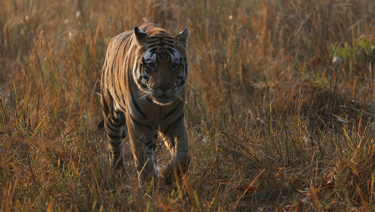 -World Wild Wonders-