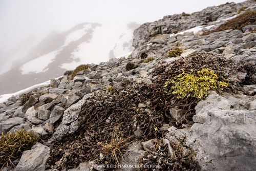 Flechten und andere alpine Vegetation