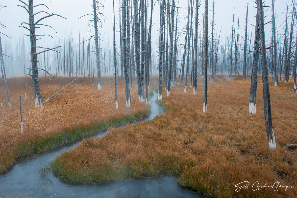 Haunted Forest