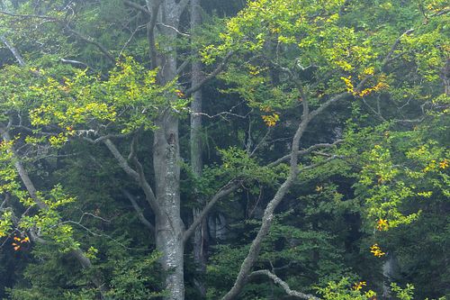 Detailaufnahme einer Buche