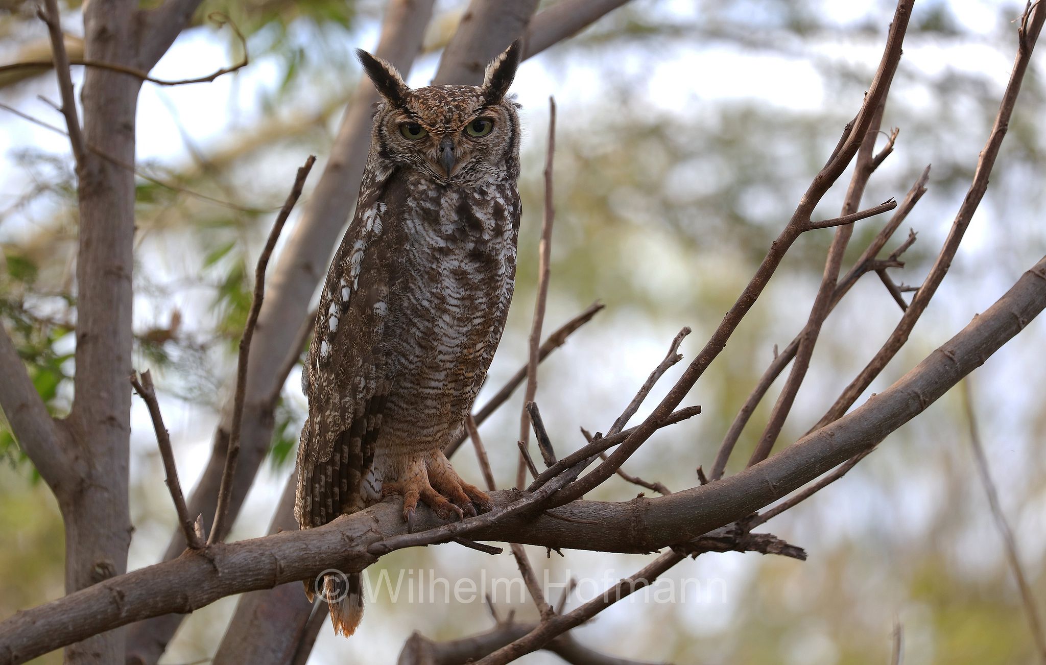 spotted eagle-owl, African spotted eagle-owl, African eagle-owl, Fleckenuhu, gufo reale africano, gufo reale maculato, Tanzania, Tansania, Arusha Region, Oldeani, Karatu district