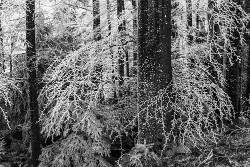 Raureif-Wald auf der "Chüeschatte"