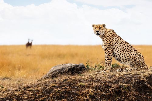 Cheetah in Africa Looking Into Camera