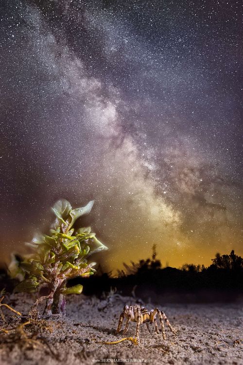 Lycosa singoriensis - South Russian tarantula - during night, photographed by Bernhard Schubert