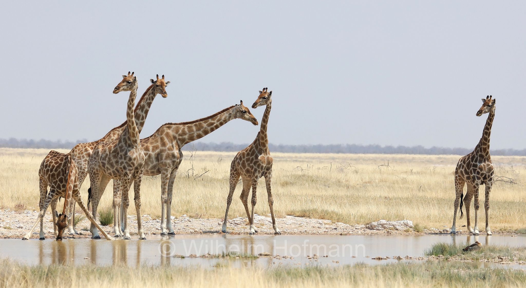 South African giraffe, Cape giraffe, Süd-Giraffe, giraffa meridionale, Giraffa giraffa, Etosha-Nationalpark, Etosha National Park, parco nazionale d'Etosha, Namibia