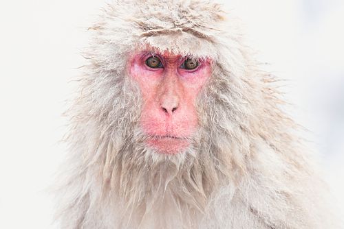 Snow Monkey, Japanese Macaques, Japan, Old world monkey, Macaca fuscata